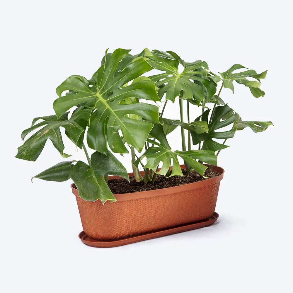 Matera moderna Ovalada Rafia 60 Cm con Plato