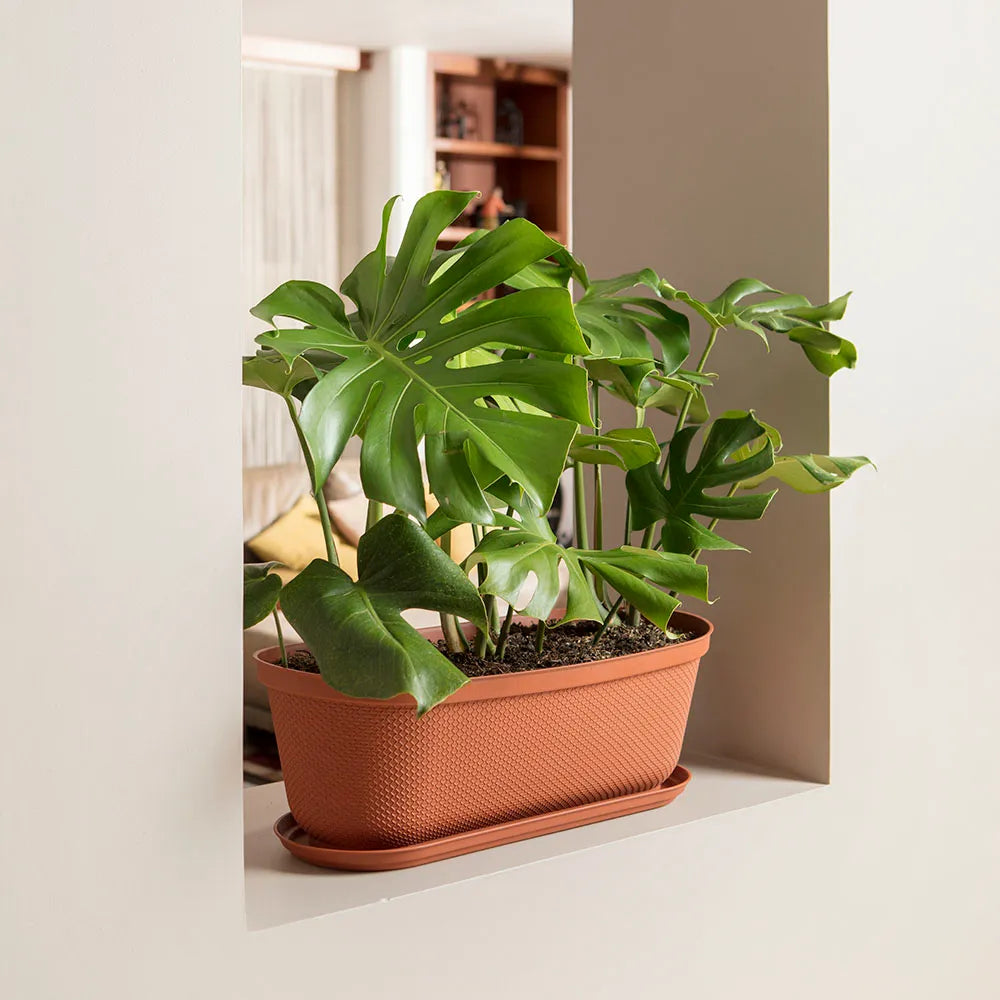 Matera moderna Ovalada Rafia 60 Cm con Plato