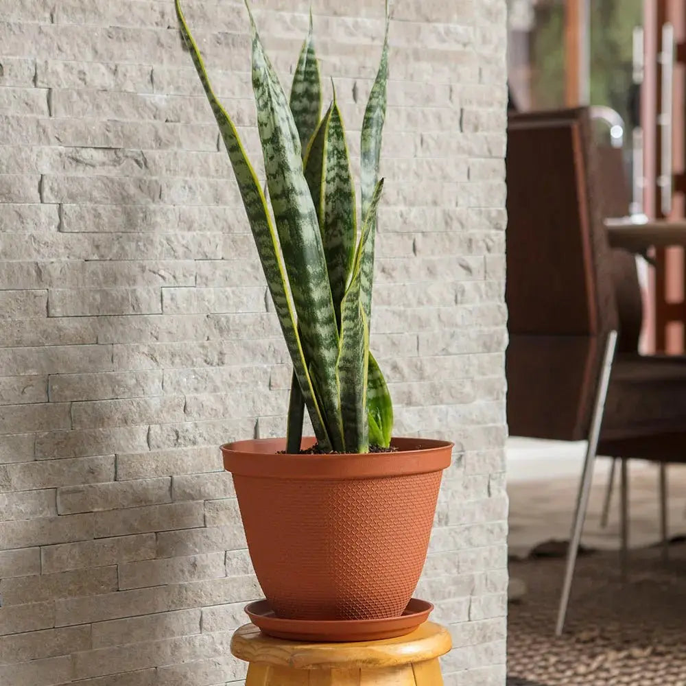 Matera Redonda Rafia 25 Cm Con Plato - Muebles Dummi